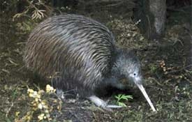 The National Kiwi Centre